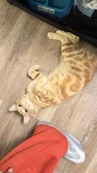 Lost Male Cat last seen Tulip St and Levick, Philadelphia, PA 19135