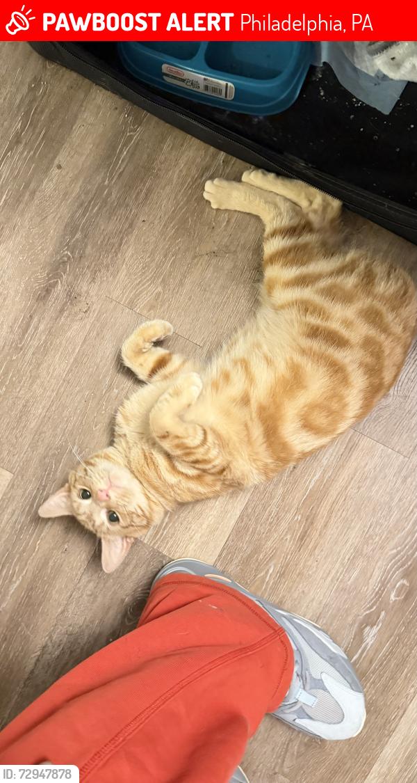 Lost Male Cat last seen Tulip St and Levick, Philadelphia, PA 19135