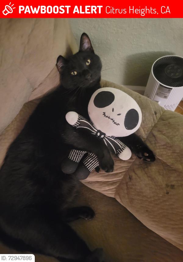 Lost Male Cat last seen Van maren , Citrus Heights, CA 95621