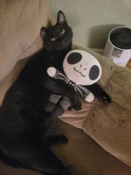 Lost Male Cat last seen Van maren , Citrus Heights, CA 95621