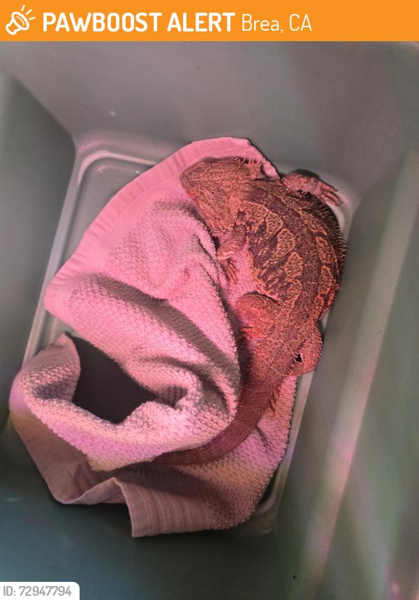 Found/Stray Unknown Reptile last seen Poplar Avw, Brea, CA 92821