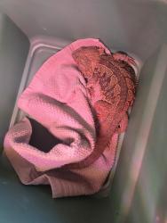 Found/Stray Unknown Reptile last seen Poplar Avw, Brea, CA 92821