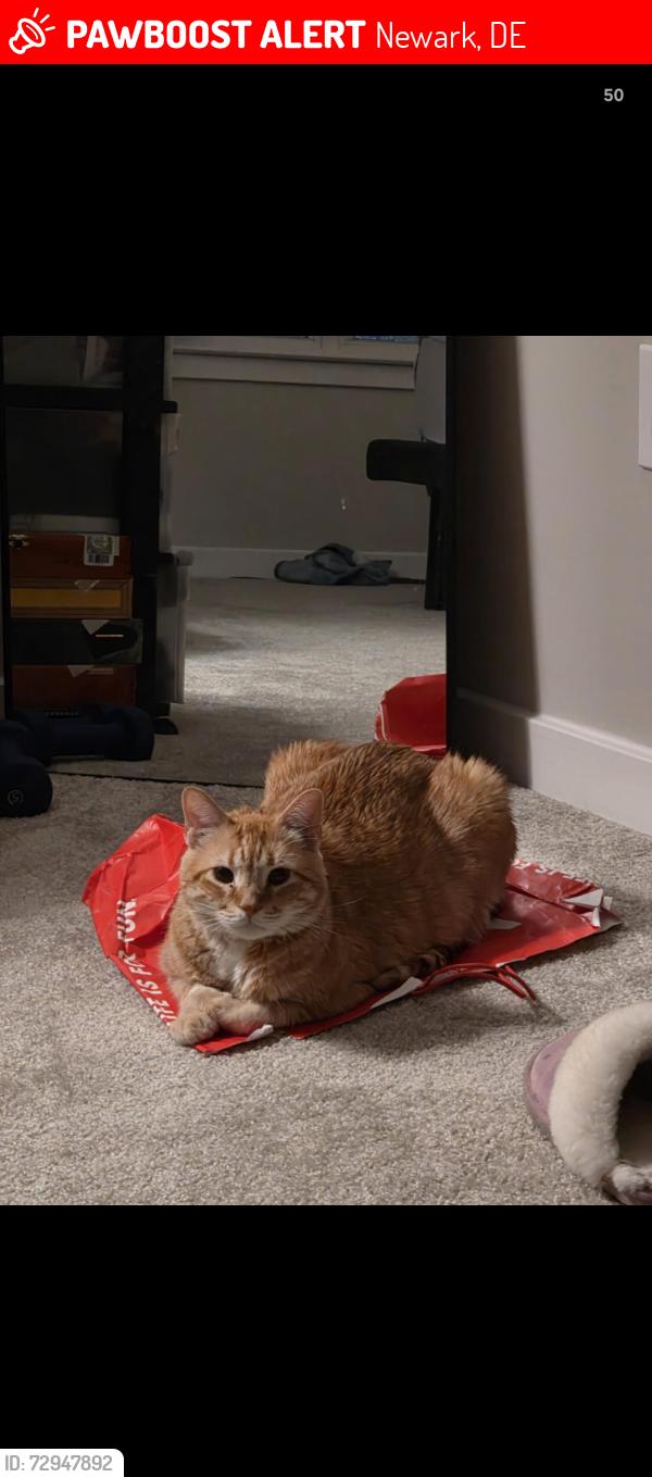 Lost Male Cat last seen Near Broadfield Dr, Newark, DE 19713. Right in front of gauger cobbs middle school, Newark, DE 19713