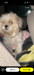 Lost Female Dog last seen Near the shopping centers of target , Corpus Christi, TX 78411