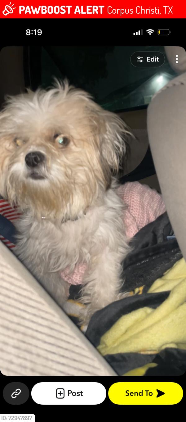 Lost Female Dog last seen Near the shopping centers of target , Corpus Christi, TX 78411