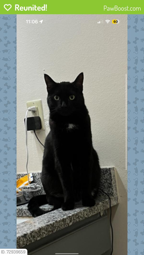 Reunited Male Cat last seen Near Morris ranch ct, Forney, TX 75126