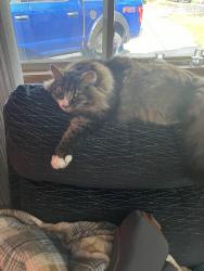 Reunited Male Cat last seen 173rd and pike street, Beaverton, OR 97007