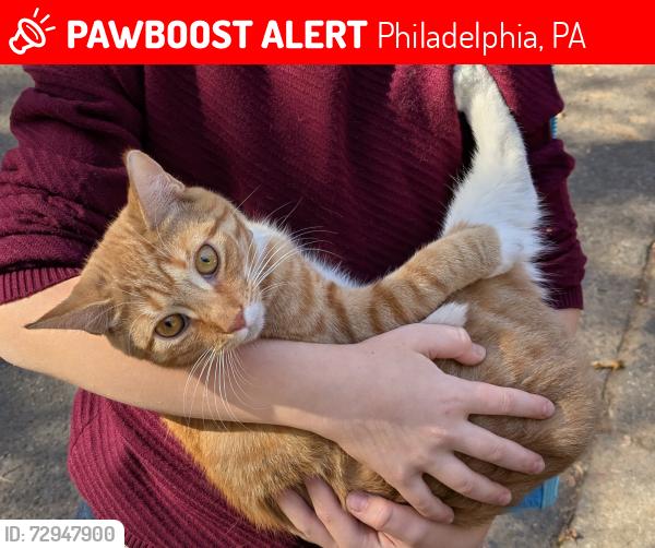Lost Female Cat last seen Woodbine ave, Philadelphia, PA 19151