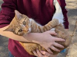 Lost Female Cat last seen Woodbine ave, Philadelphia, PA 19151