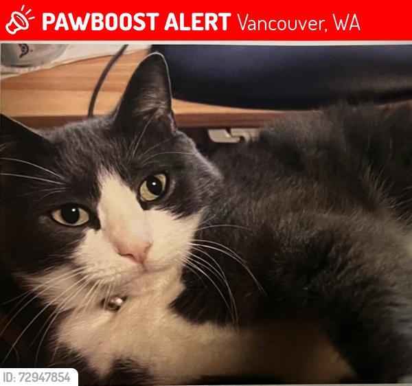 Lost Male Cat last seen NE 53rd St & NE 94th Ave, Vancouver, WA 98662