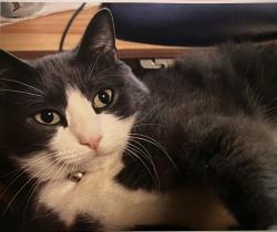 Lost Male Cat last seen NE 53rd St & NE 94th Ave, Vancouver, WA 98662