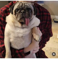 Reunited Male Dog last seen Near Forrester Drive , Pearland, TX 77584