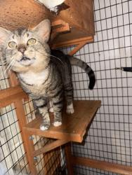 Found/Stray Unknown Cat last seen Albemarle road and Harrisburg road. Charlotte , Charlotte, NC 28215