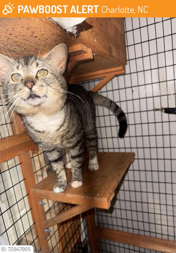 Found/Stray Unknown Cat last seen Albemarle road and Harrisburg road. Charlotte , Charlotte, NC 28215