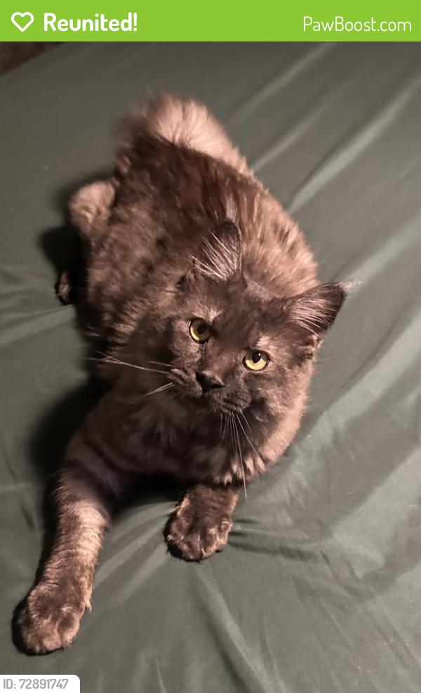 Reunited Male Cat last seen 10th, Junction City, OR 97448