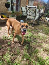 Reunited Male Dog last seen Stuart & Kings Row, Denton, TX 76209
