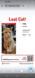 Lost Male Cat last seen SE 38th Hiawassee , Choctaw, OK 73150