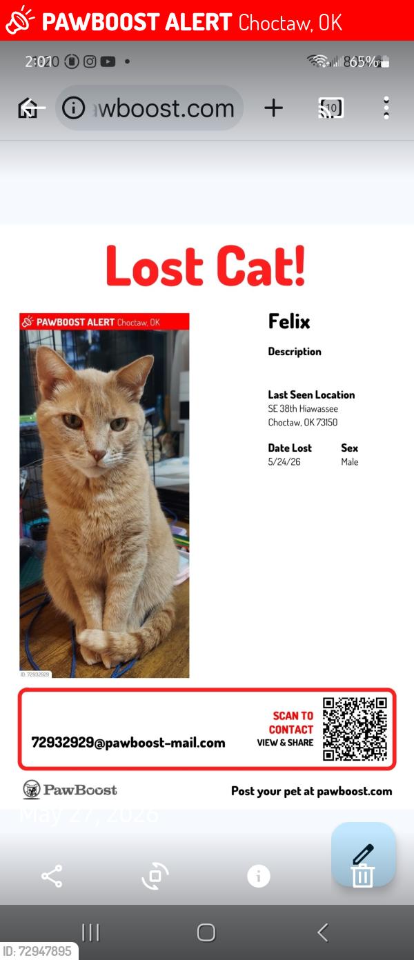 Lost Male Cat last seen SE 38th Hiawassee, Choctaw, OK 73150