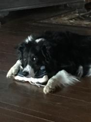 Reunited Male Dog last seen Near Madison 2255, Huntsville, AR 72740