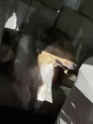 Reunited Unknown Dog last seen Douglas and seneca, Wichita, KS 67214
