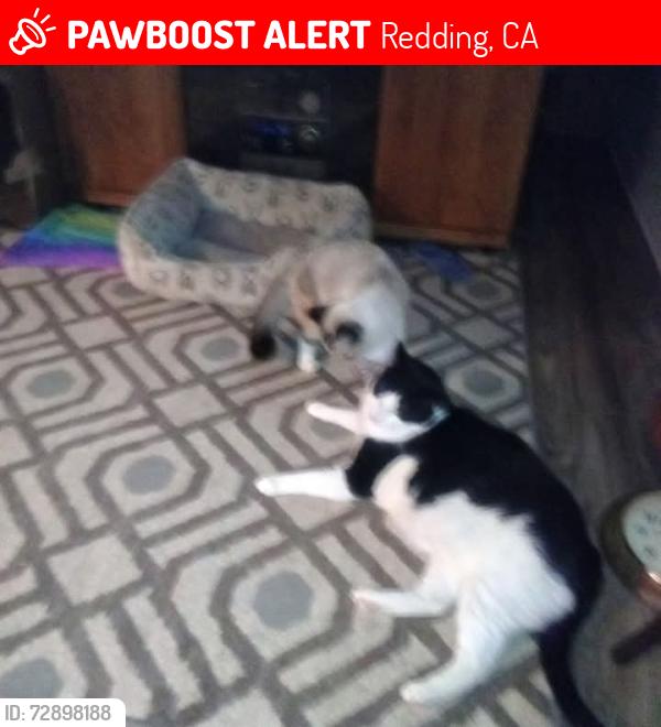 Lost Male Cat last seen Market sr,& Bentondr, Redding, CA 96003