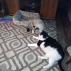 Lost Male Cat last seen Market sr,& Bentondr, Redding, CA 96003