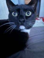 Lost Female Cat last seen Lots of plants, Leona Valley, CA 93551
