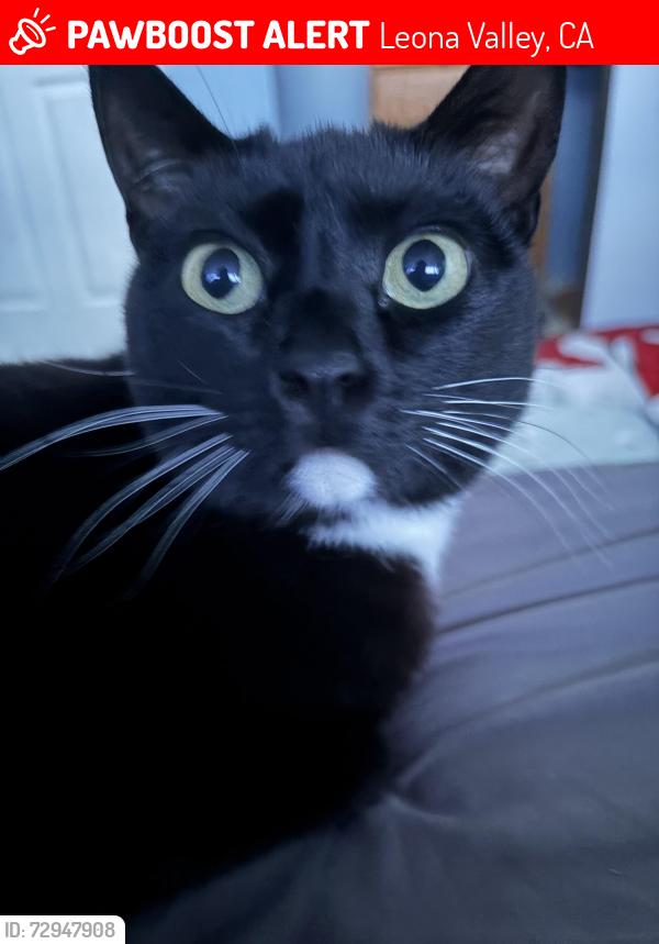 Lost Female Cat last seen Lots of plants, Leona Valley, CA 93551