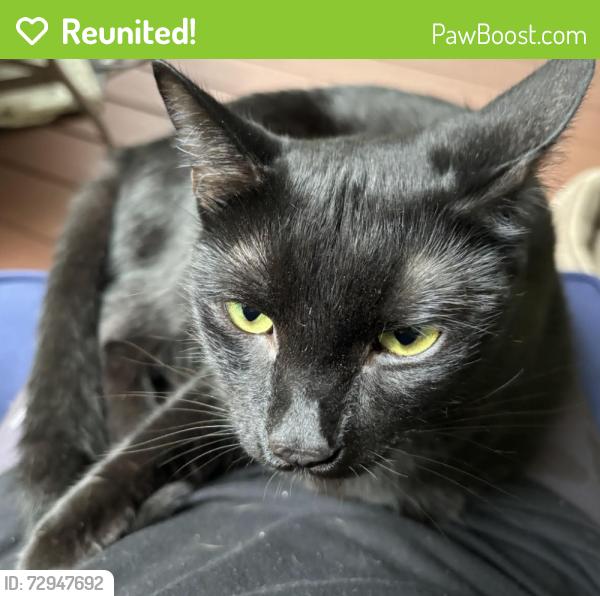 Reunited Male Cat last seen Fairfield Neighborhood, Near Lakehurst's lake, Durham, NC 27713