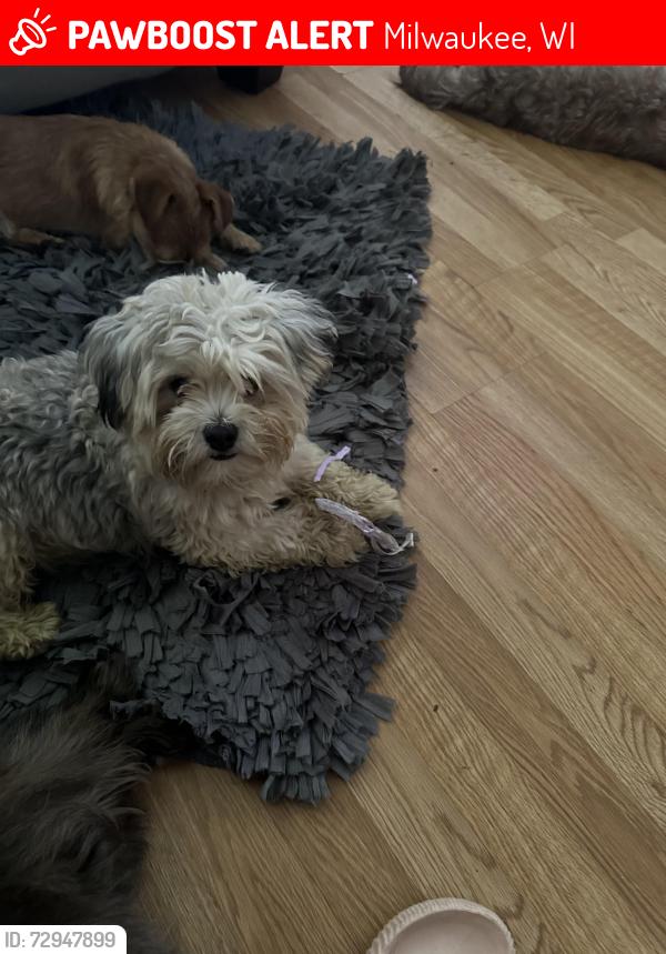 Lost Male Dog last seen Ruby and Glendale and Sherman, Milwaukee, WI 53209