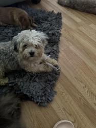 Lost Male Dog last seen Ruby and Glendale and Sherman, Milwaukee, WI 53209