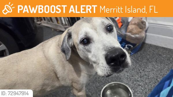 Found/Stray Male Dog last seen River Island St and N. Tropical Trail , Merritt Island, FL 32953