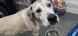 Found/Stray Male Dog last seen River Island St and N. Tropical Trail , Merritt Island, FL 32953