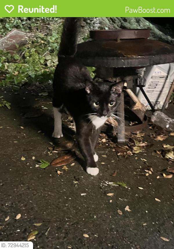 Reunited Male Cat last seen Near community center, Dalton, GA 30721
