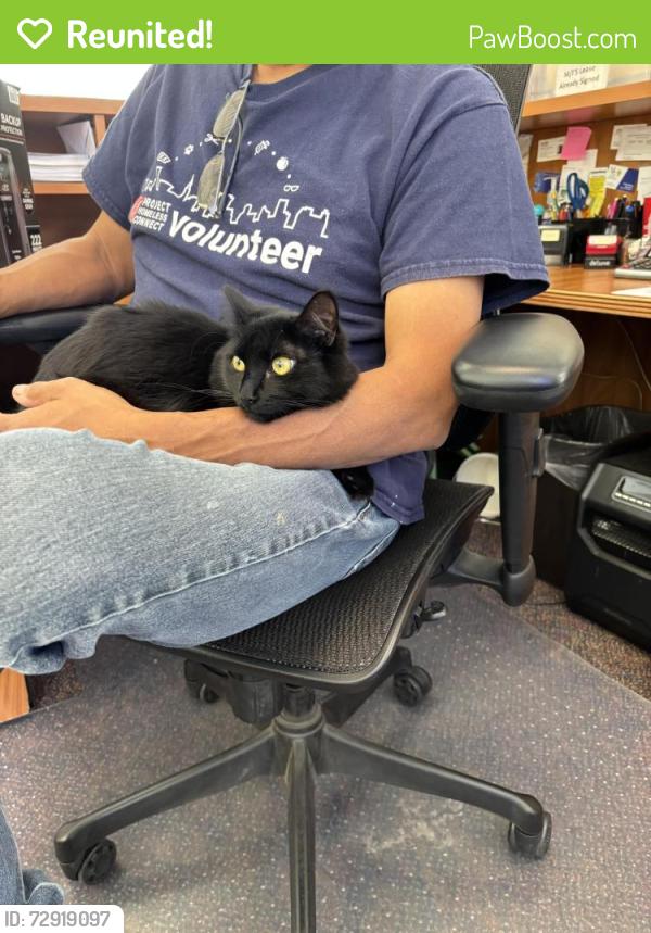 Reunited Unknown Cat last seen South main st , Walnut Creek, CA 94596