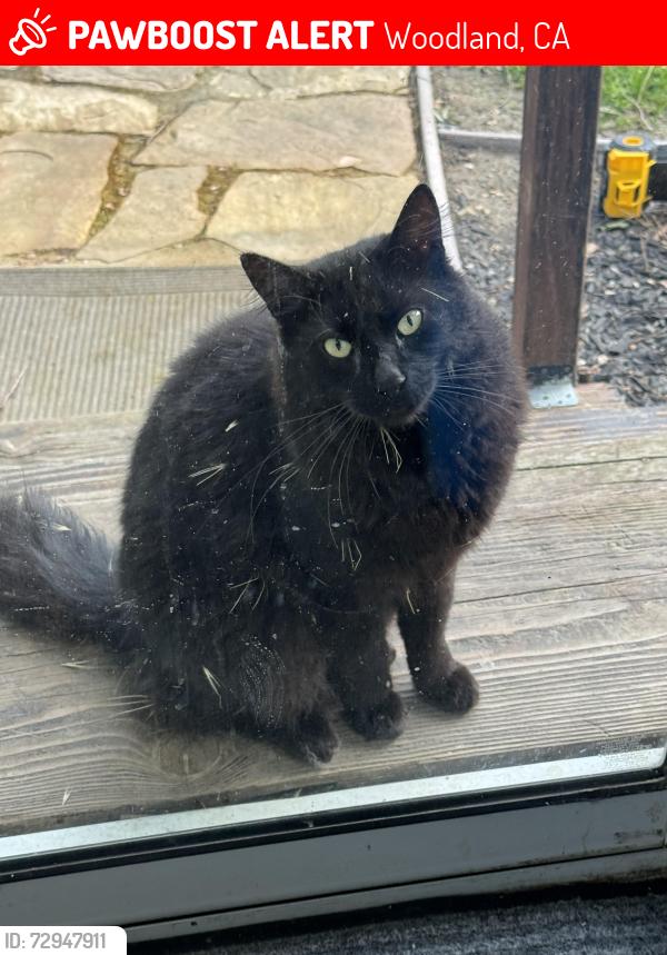 Lost Male Cat last seen County rd 91B, Woodland, CA 95695