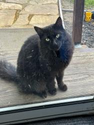 Lost Male Cat last seen County rd 91B, Woodland, CA 95695