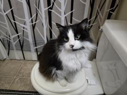 Lost Female Cat last seen Off 122nd, near Living Hope Church, Puyallup, WA 98374