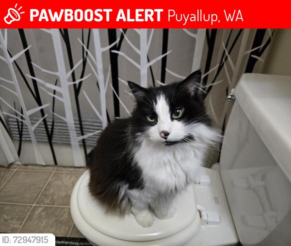 Lost Female Cat last seen Off 122nd, near Living Hope Church, Puyallup, WA 98374