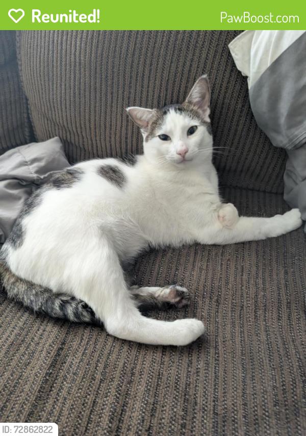 Reunited Male Cat last seen Across from Coates funeral  corner of seeden st and Sashabaw Rd , Drayton Plains, MI 48329