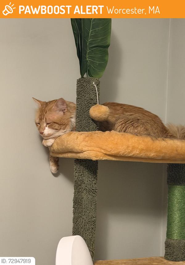 Found/Stray Unknown Cat last seen Trinity Ave , Worcester, MA 01605