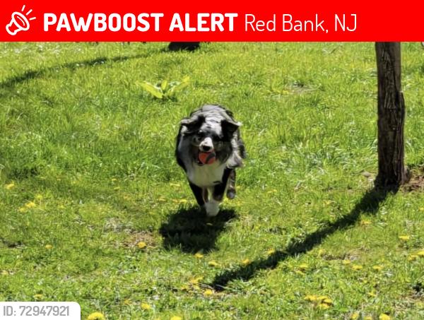 Lost Male Dog last seen Patterson lane, Red Bank, NJ 07701
