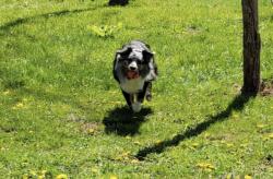 Lost Male Dog last seen Patterson lane, Red Bank, NJ 07701