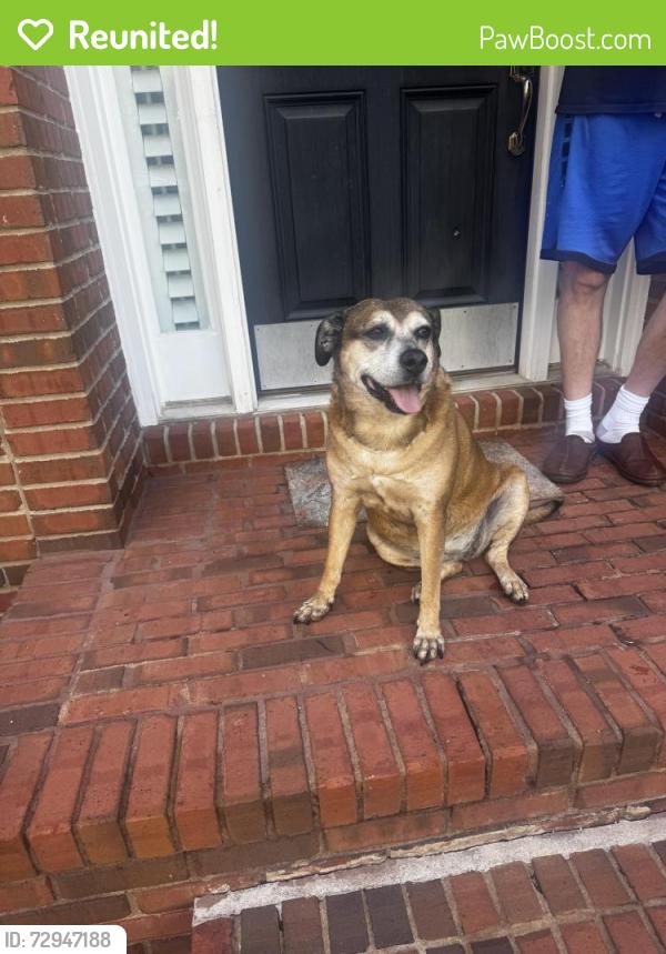 Reunited Female Dog last seen bridle ridge drive , Suwanee, GA 30024