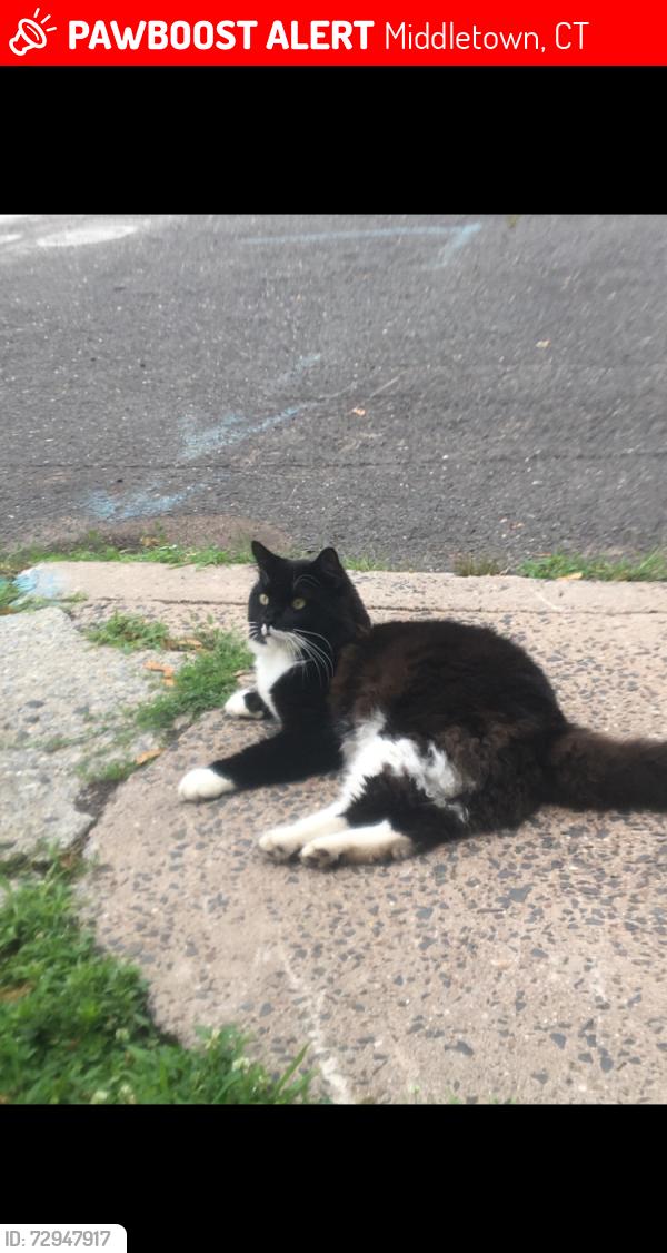 Lost Male Cat last seen Wetmore pl Middletown ct, Middletown, CT 06457