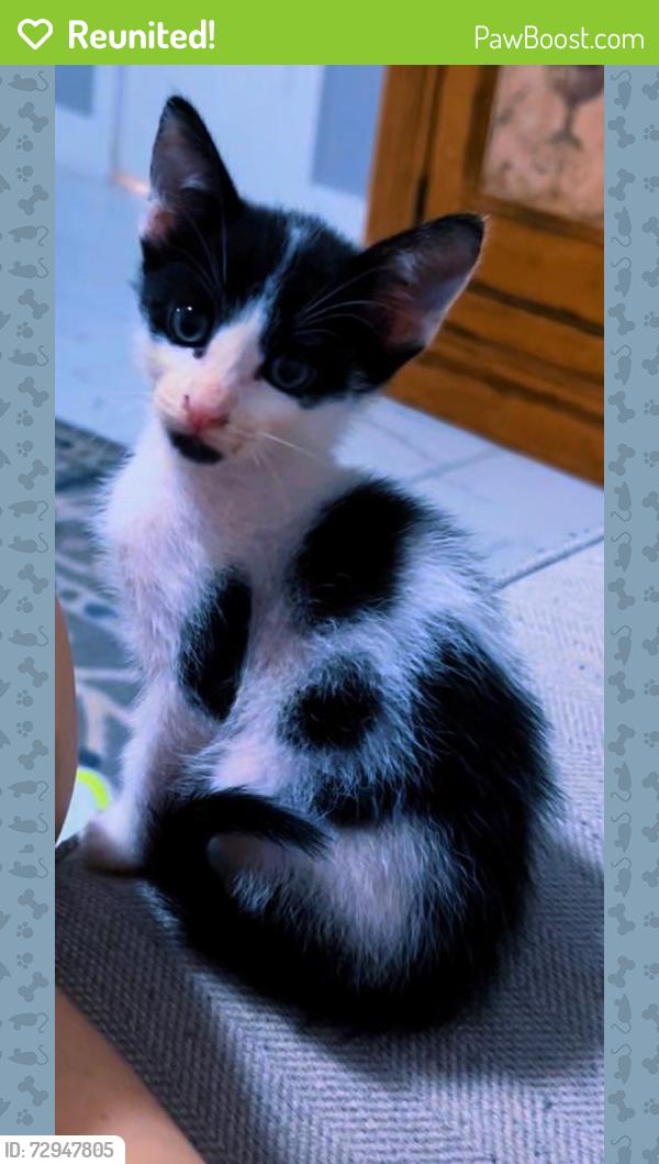 Reunited Male Cat last seen S Alley Ct, Houston, TX 77082