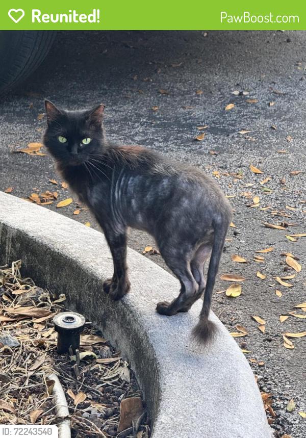 Reunited Unknown Cat last seen Oakland park blvd and 27th ave, Oakland Park, FL 33309