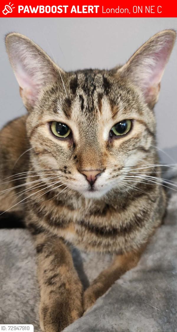 Lost Female Cat last seen Jalna Blvd and Chalkstone Dr, London, ON N6E 3C4