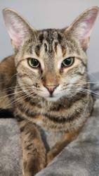 Lost Female Cat last seen Jalna Blvd and Chalkstone Dr, London, ON N6E 3C4