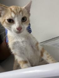 Shelter Stray Female Cat last seen Oakland, CA 94621, Oakland, CA 94601